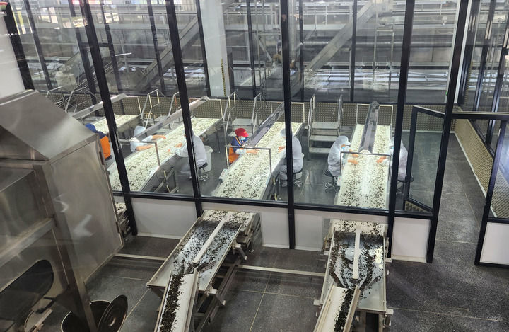 在位于福建福鼎的福建品品香茶业有限公司的白茶智能化精制生产流水