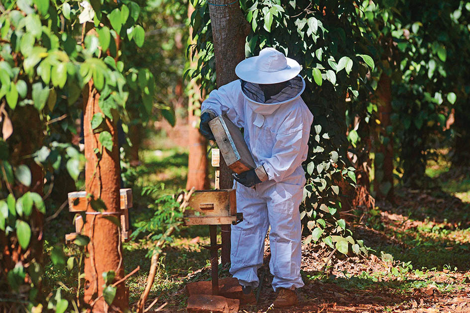 在印度班加罗尔郊区赫萨拉加塔的一个养蜂场，农业科技初创公司 BeePrecise 的 一名工人正在检查蜂箱。BeePrecise是一个基于物联网（IoT）的人工智能驱动的养蜂智能平台 法新社